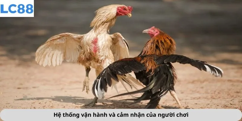 Đá Gà 2 Hệ thống vận hành và cảm nhận của người chơi