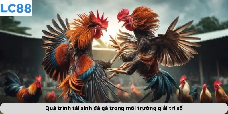 Đá Gà 1 Quá trình tái sinh đá gà trong môi trường giải trí số
